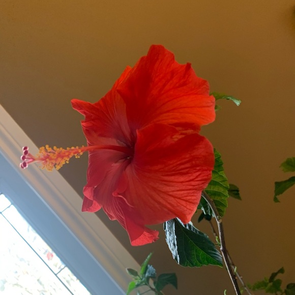 crimsonhibiscus